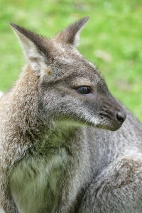 Portrait of a wallaby kangaroo