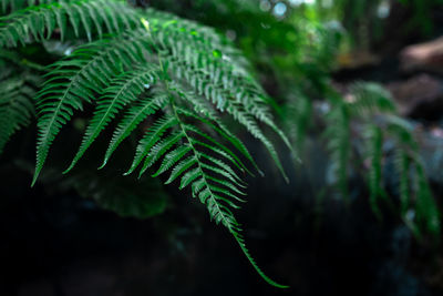 Close-up of fern leaves