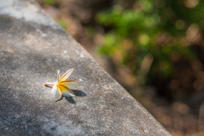 Close-up of yellow flower on plant