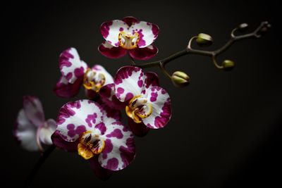 Close-up of spotted orchids against black background