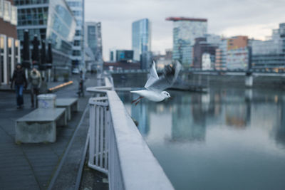 Seagull flying over city