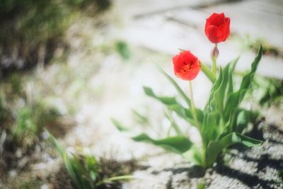 Close-up of poppy blooming outdoors