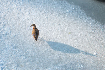 High angle view of a turtle on snow