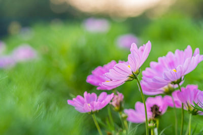 Close-up of pink flowering purple flowers on field