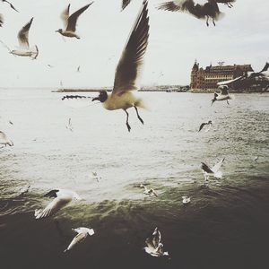 Seagull flying over water