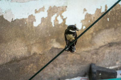 Close-up of bird perching on wall
