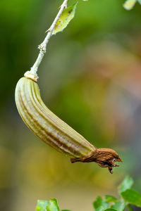 Close-up of grasshopper on plant