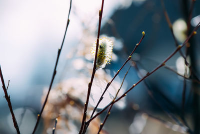 Willow tree branches at spring