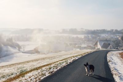 Dog standing on road against sky