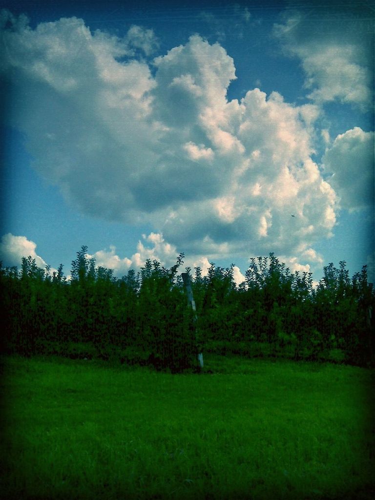 grass, sky, field, tranquil scene, tranquility, tree, landscape, green color, cloud - sky, grassy, scenics, beauty in nature, nature, growth, cloud, cloudy, idyllic, green, outdoors, meadow