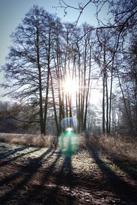 Sun shining through trees