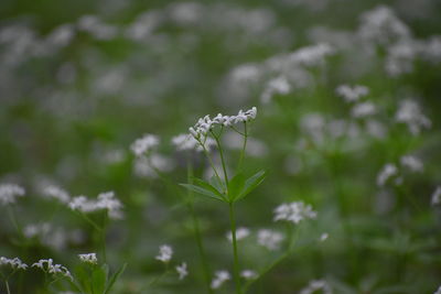 Close-up of white flowering plant on field