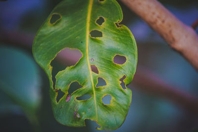 Close-up of succulent plant