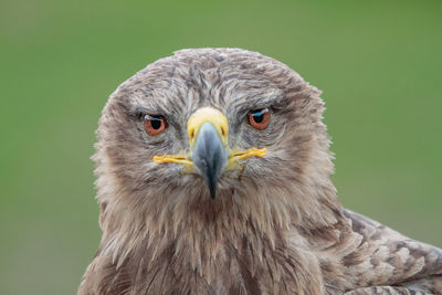 Close-up portrait of an eagle