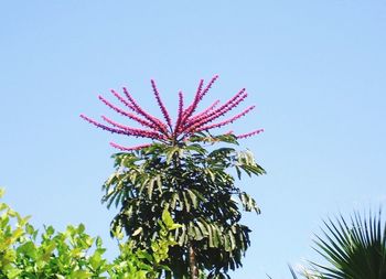 Low angle view of flowers against blue sky