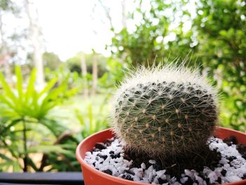 Close-up of cactus in potted plant