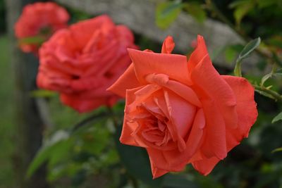 Close-up of flower blooming outdoors