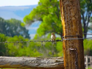 Close-up of barbed wire perching on wooden post