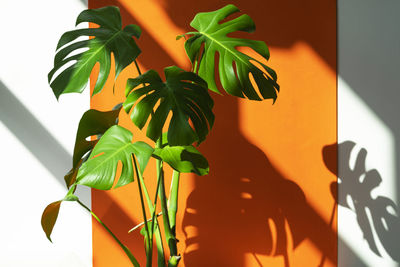 Close-up of potted plant on table