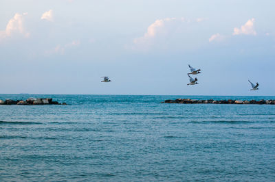 View of birds flying over sea