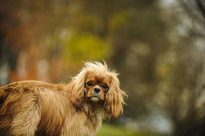 Close-up of cavalier king charles spaniel standing on field