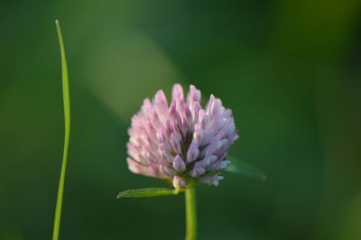 Close-up of clover flower growing outdoors