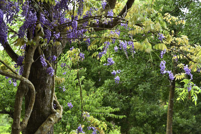 View of purple flowering plants