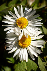 Close-up of white daisy flower