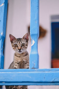 Portrait of cat sitting outdoors