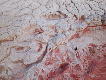 Full frame shot of tree trunk