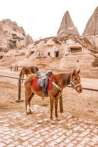 Saddled horse in ranch in cappadocia, turkey