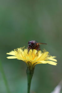 Close-up of insect pollinating on yellow flower