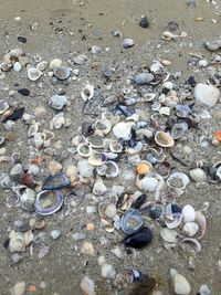 High angle view of seashells on beach