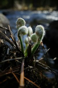 Close-up of dandelion flower