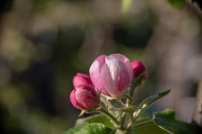 Close-up of pink flower