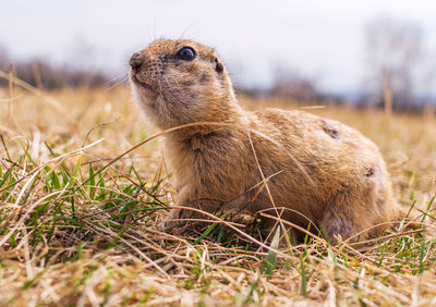 Close-up of an animal on field