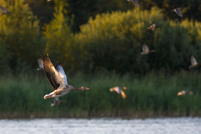 Bird flying over lake