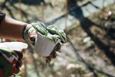 Cropped image of man spraying water on plant