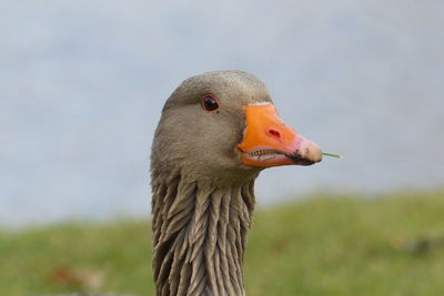 Close-up of goose