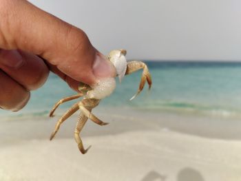 Close-up of hand holding crab on beach