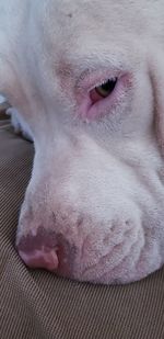 Close-up of dog sleeping