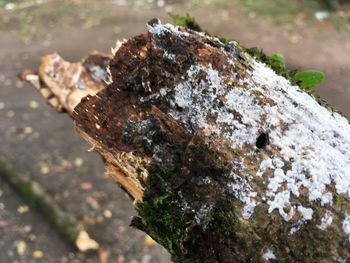 Close-up of lichen on tree trunk