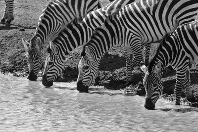 View of zebras drinking water