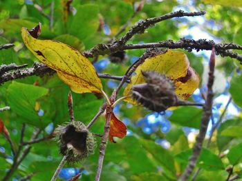 Close-up of fresh green leaves on branch