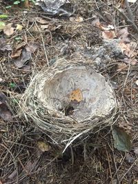 High angle view of bird in nest