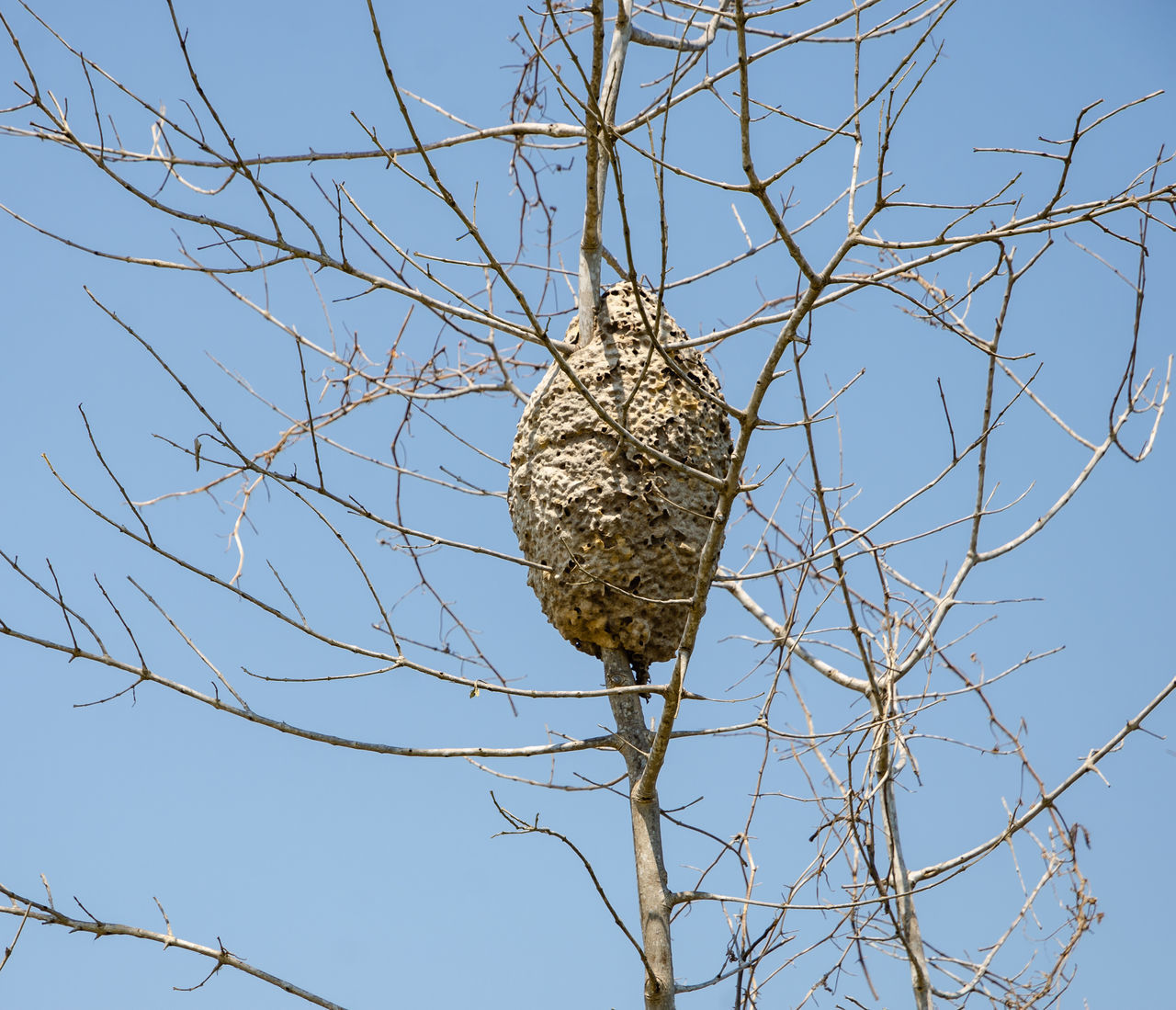 LOW ANGLE VIEW OF BIRD NEST ON BARE TREE