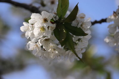 Low angle view of white cherry blossom