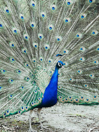 Male peacock with bright plumage spread his tail outdoors. peacock dancing with its open feathers.