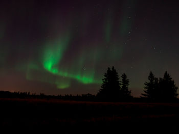 Low angle view of silhouette trees against sky at night