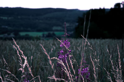Close-up of purple flowering plant on field